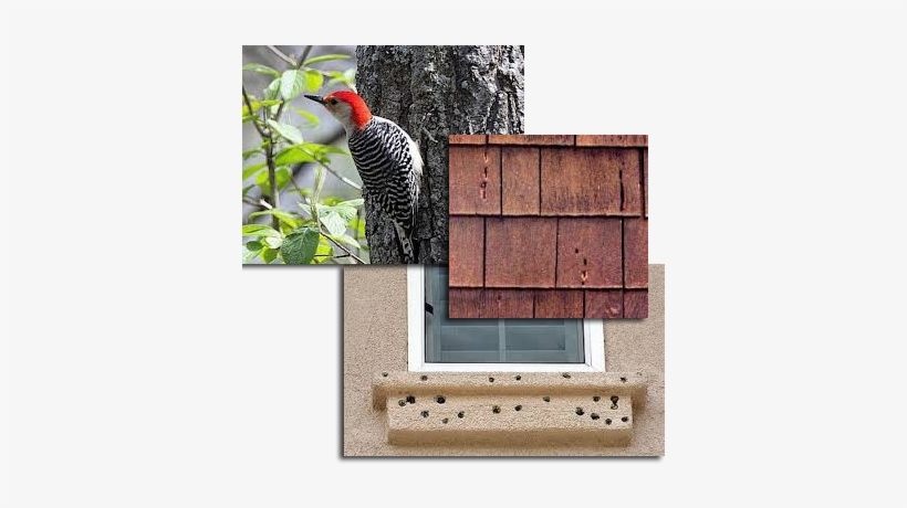 Woodpecker Control Is Seasonal But Can Happen At Different - Michigan Woodpeckers, transparent png #2849225