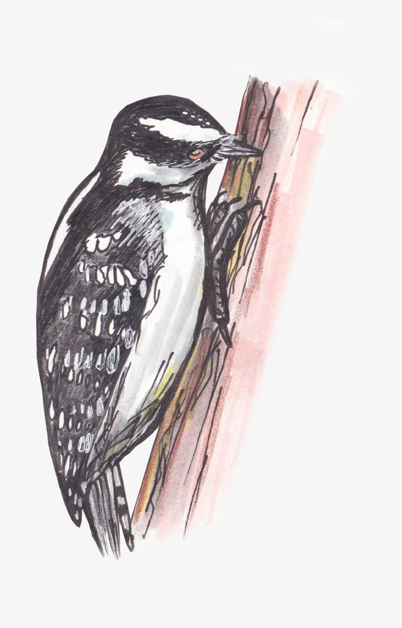 Leuconotopicus, transparent png #2849278