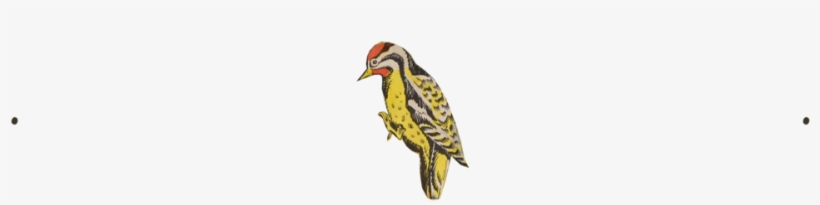 Woodpecker, transparent png #2849308