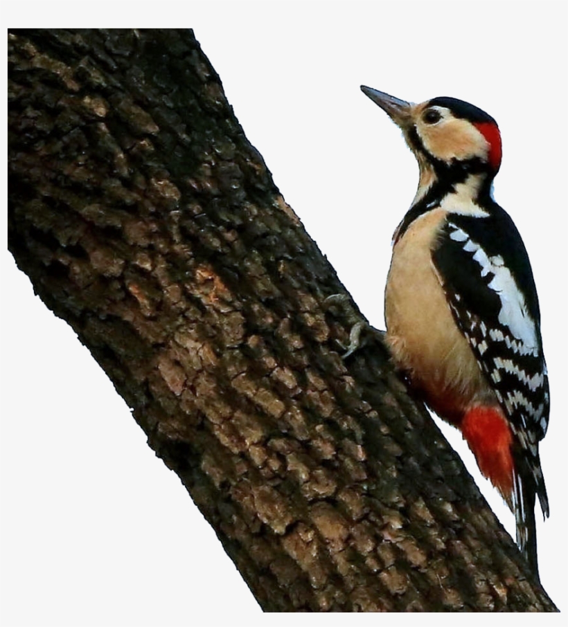 Woodpecker Png Free Transparent Png Download Pngkey
