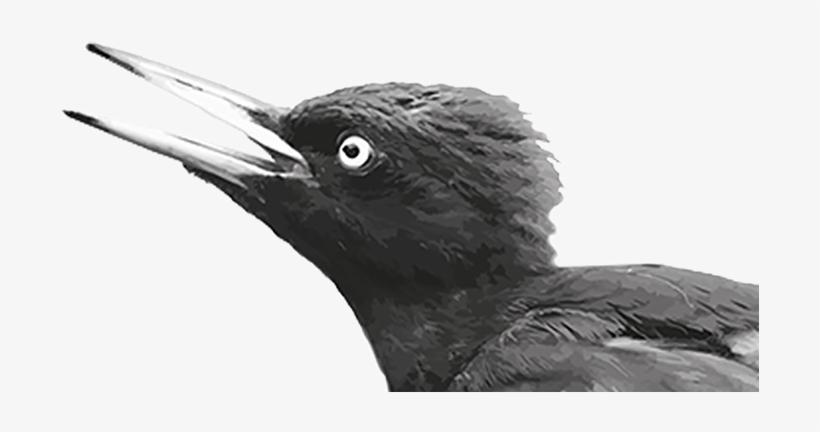 Belted Kingfisher, transparent png #2849438