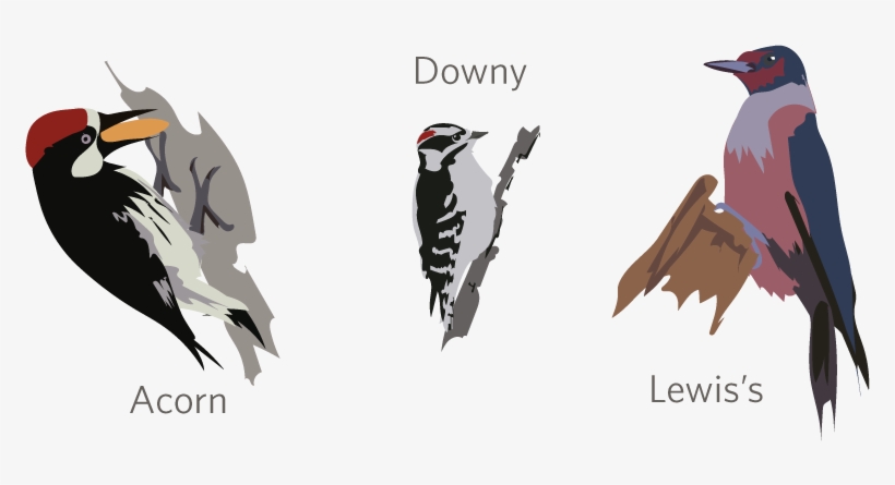 Lewis's Woodpecker Was Discovered On The Lewis And - Leuconotopicus, transparent png #2849480