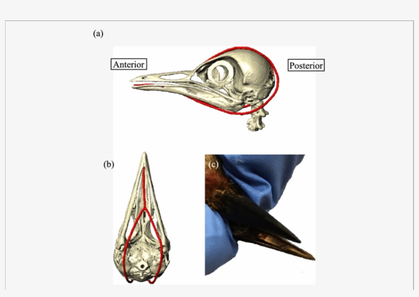 Hyoid Apparatus In A Red-bellied Woodpecker, Melanerpes - Red-bellied Woodpecker, transparent png #2849481