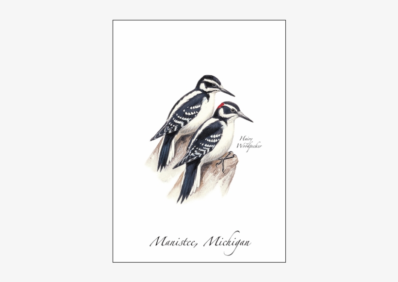 Hairy Woodpecker - Leuconotopicus, transparent png #2849529