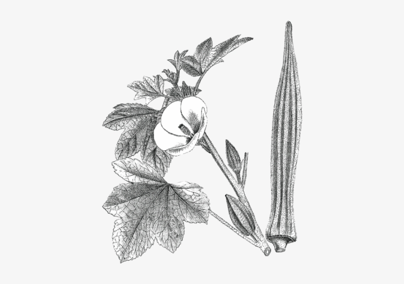 Louisiana 16" Long Pod - Hibiscus Esculentus L Illustration, transparent png #2849671