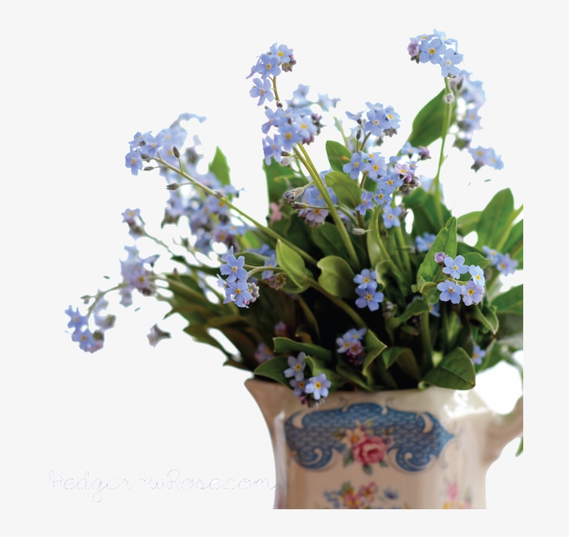 Forget Me Not Png Pic - Forget Me Not .png, transparent png #2850218