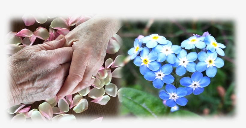 With Cakes, Home-made Of Course, Meet Old And New Friends - Alpine Forget-me-not, transparent png #2850238