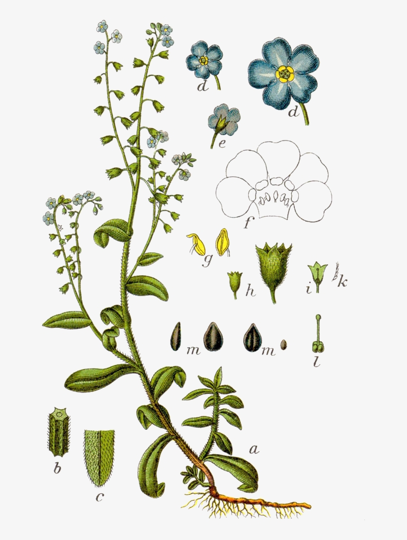 Forget Me Nots Myosotis Scorpioides, transparent png #2850366