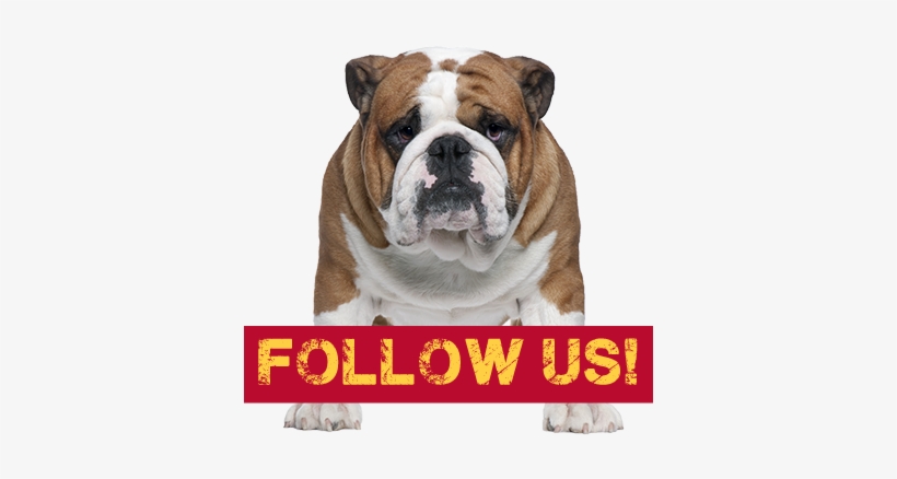Bulldog - " - Bulldog Front, transparent png #2850406