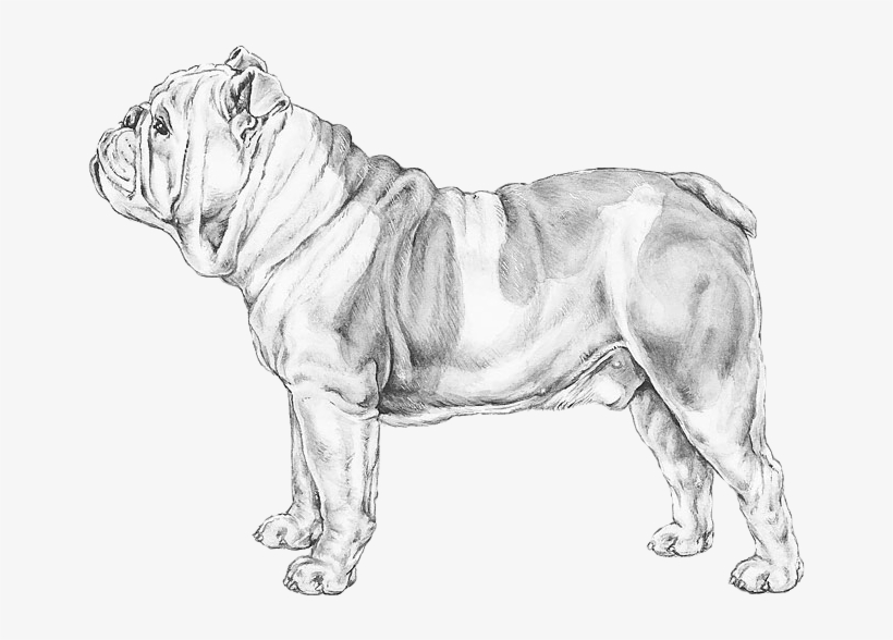 English Bulldog - Bulldog, transparent png #2850503