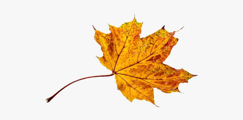 Fall Leaf Colors, transparent png #2850555