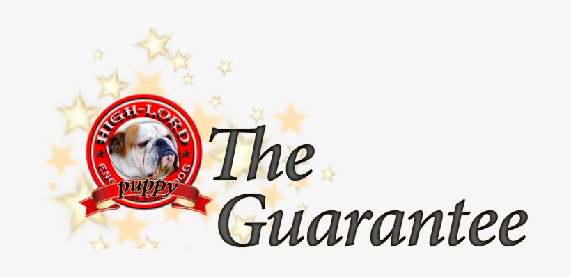 Health Guarantee For Our English Bulldogs - Australian Bulldog, transparent png #2850628