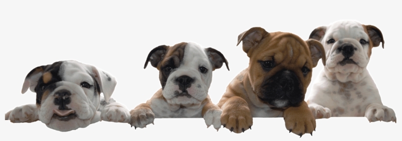 Puppy, transparent png #2850647