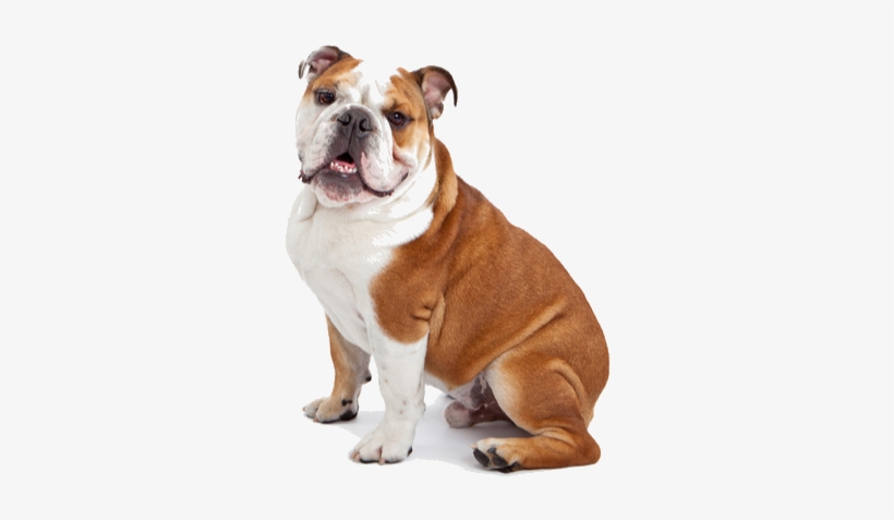Owning A Bulldog Is An Incredibly Rewarding Experience, - Barkbox Dog Toys, transparent png #2850653