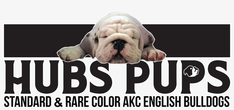 Bulldog, transparent png #2850679