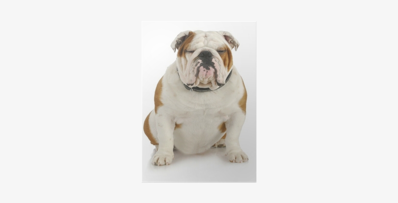 Bulldog, transparent png #2850681