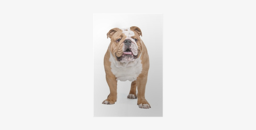 Four Paws Magic Coat Reduces Shedding Shampoo, 16 Ounces,, transparent png #2850843