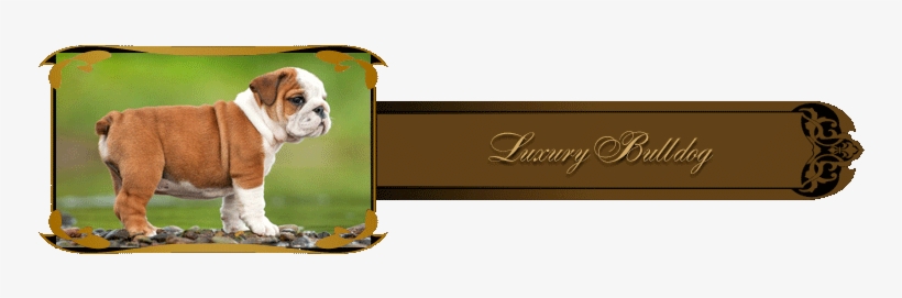 English Bulldog Puppies For Sale - Bulldog, transparent png #2850870