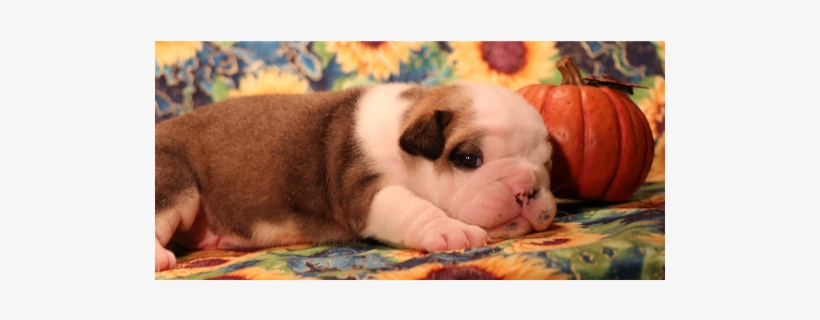 "orion" Reserved By Suzette G - Olde English Bulldogge, transparent png #2850871