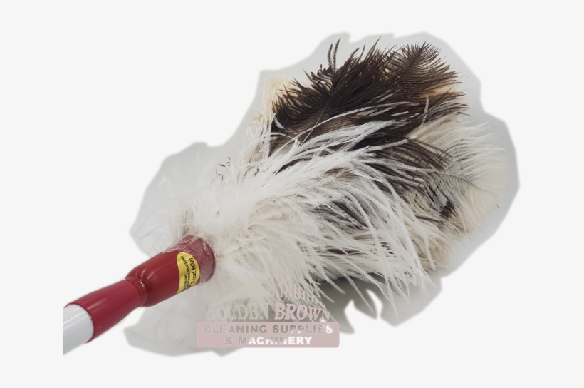 D3 Fd Feather Duster Ostrich Genuine C - Feather Duster, transparent png #2850875