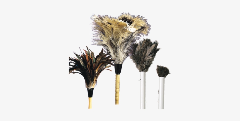Feather Dusters, transparent png #2850896