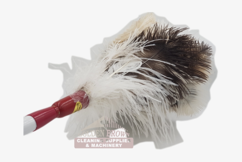 D3 Fd Feather Duster Ostrich Genuine C - Feather Duster, transparent png #2850940