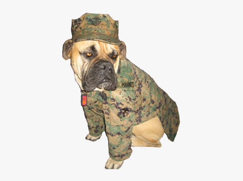 Gunny Monster Gunny Monster Gunny Monster Gunny Monster - Dog Marine Uniform, transparent png #2851009