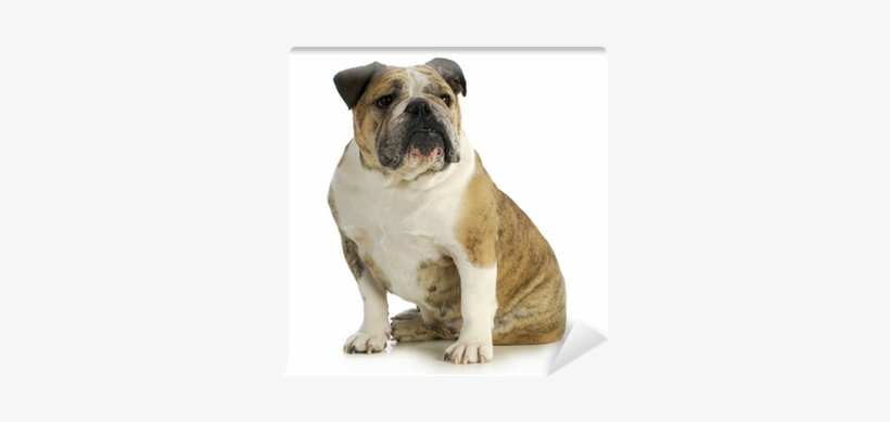 Bulldog, transparent png #2851026
