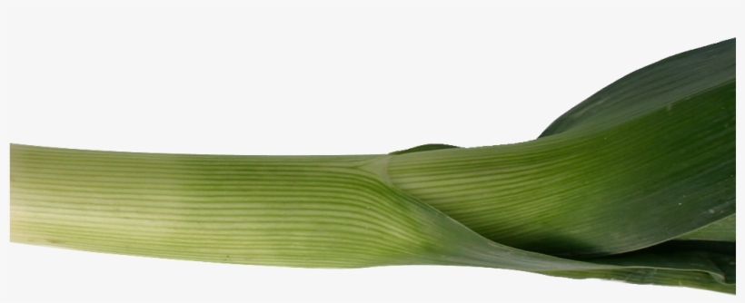Leek Png Image - Portable Network Graphics, transparent png #2853001