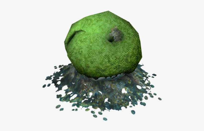 Single Brain Coral - Avocado, transparent png #2853026