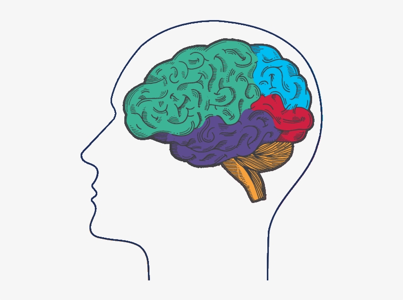 Alternatively, Download The Sponsorship Packet If You - Brain, transparent png #2853049