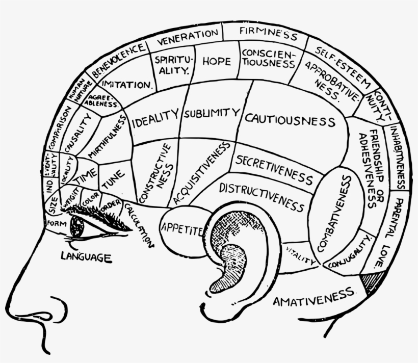 Brain-2029363 1280 - Phrenology Diagram, transparent png #2853226