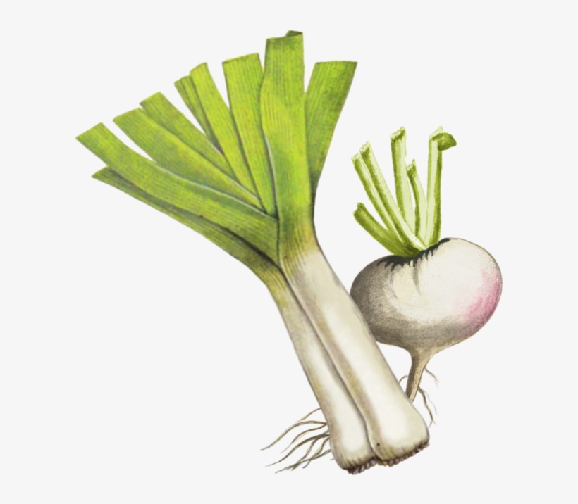 Protein - Arugula, transparent png #2853745