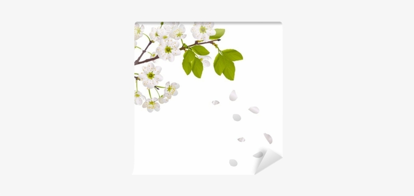 Cherry Tree Flowers And Falling Petals Wall Mural • - Petalas De Flores Caindo, transparent png #2854950