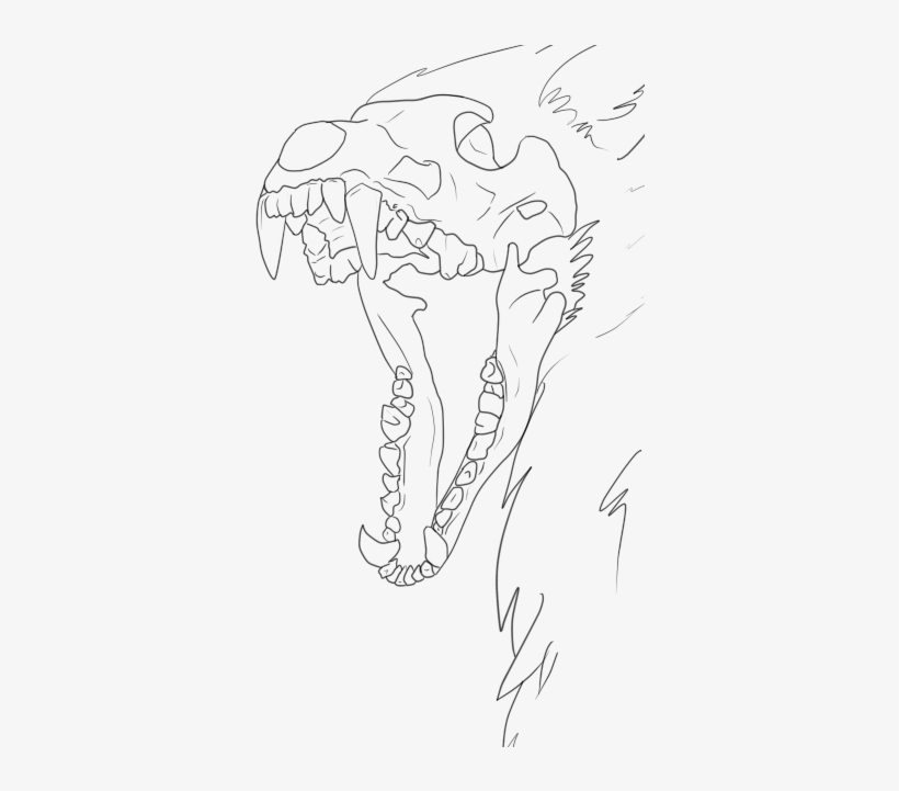 Banner Royalty Free Library Collection Of Free Ram - Wolf Skull Drawing Base, transparent png #2855064