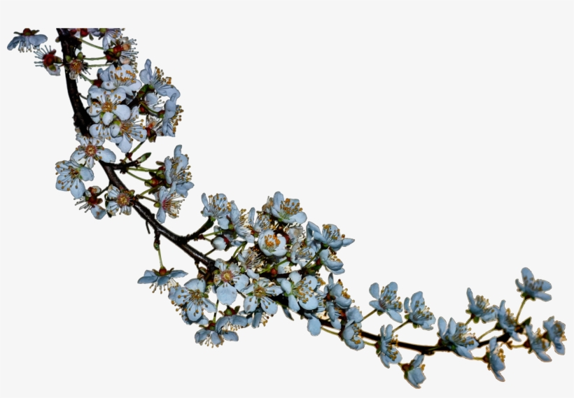 Blossoms Png, transparent png #2855066