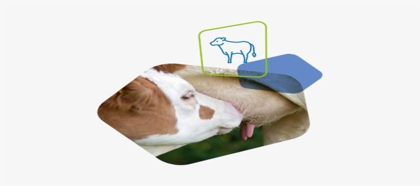 Sucker - Companion Dog, transparent png #2855787