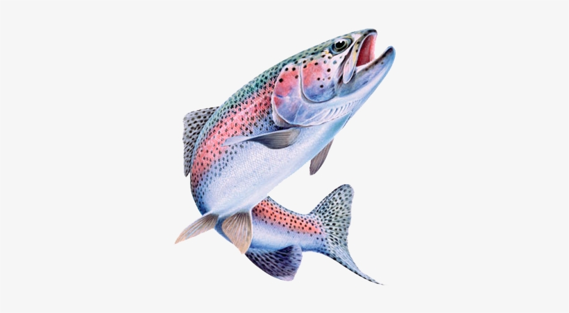 Gandaki Trout Farm - Rainbow Trout, transparent png #2856384