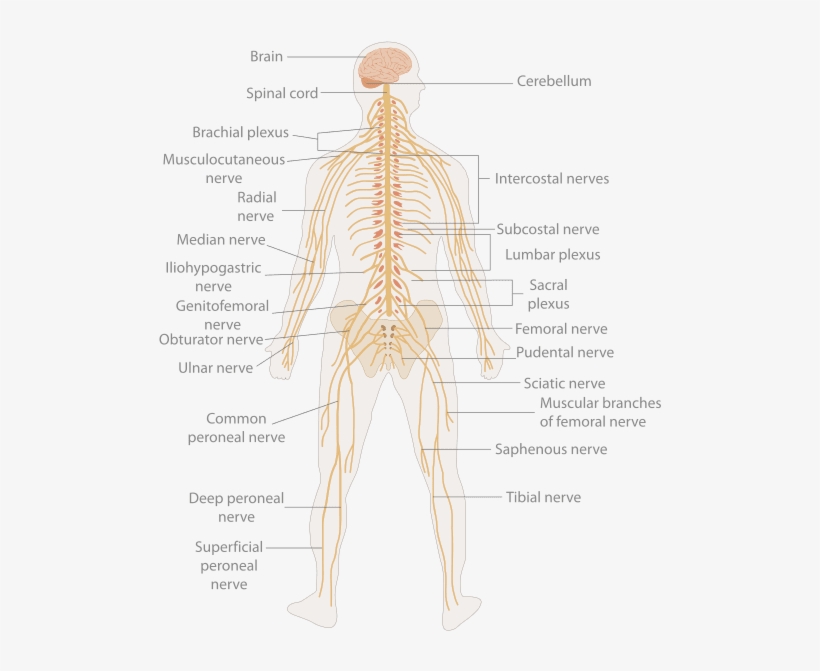20 Parts Of Nervous System, transparent png #2856410