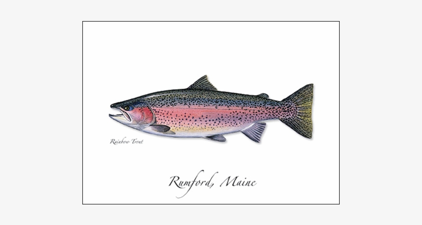 Rainbow Trout - Bony Fishes, transparent png #2856414
