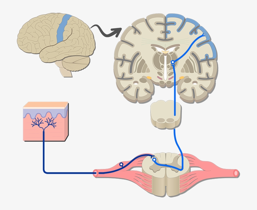 Somatic System, transparent png #2856439