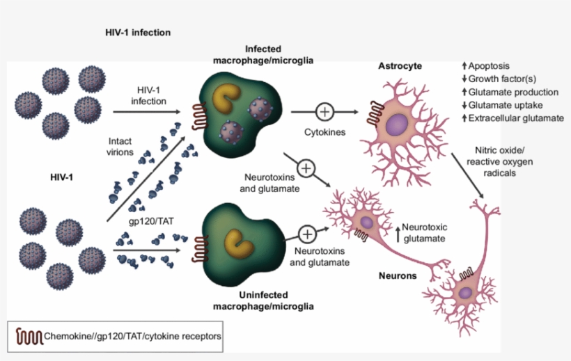 Figure S1 Hiv Infection In The Central Nervous System - Neuron, transparent png #2856500