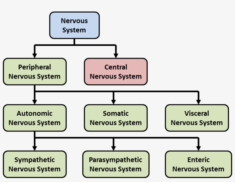 Components Of The Nervous System - Enteric Nervous System Chart, transparent png #2856541
