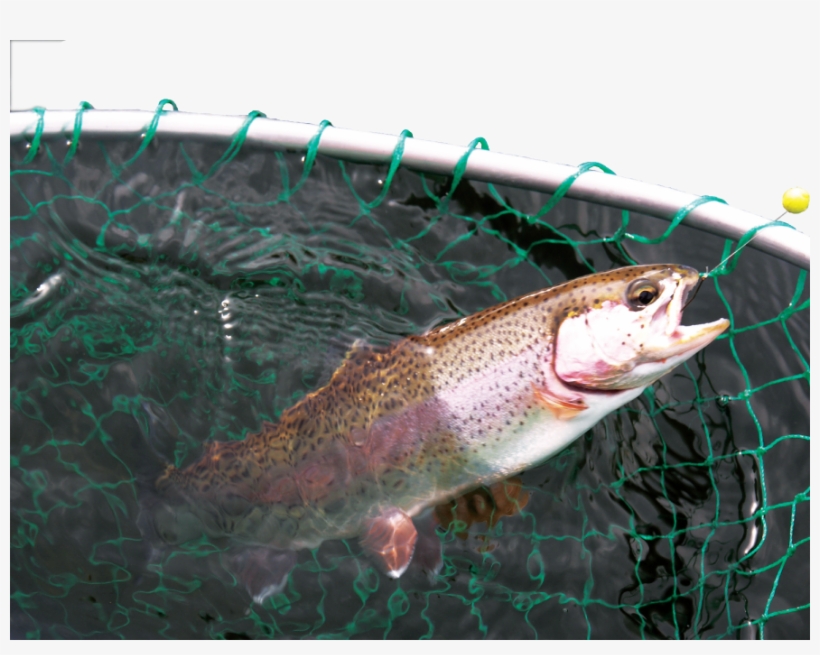 Trout Stockings Will Take Place Across Tennessee In - Coastal Cutthroat Trout, transparent png #2856542
