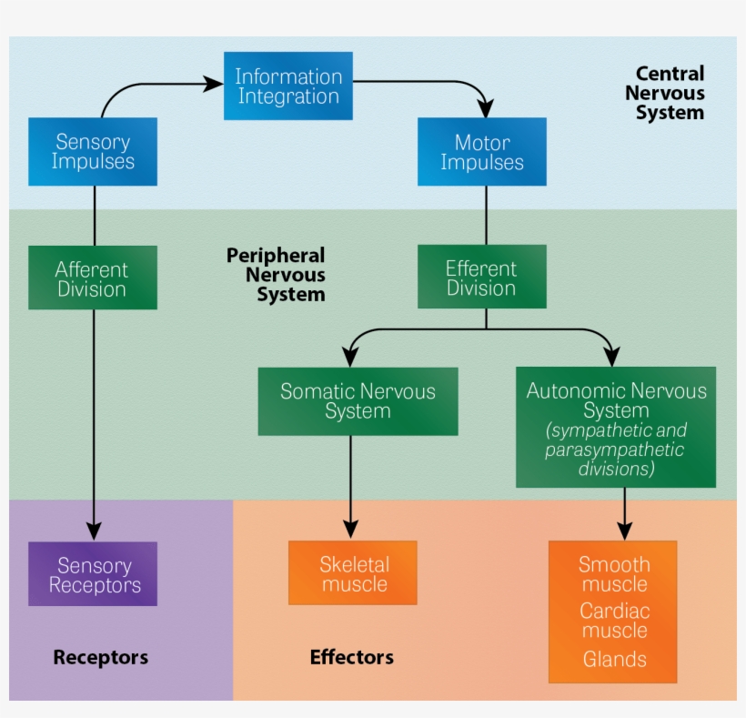 Diagram Of The Cns And Pns - Nervous System, transparent png #2856567