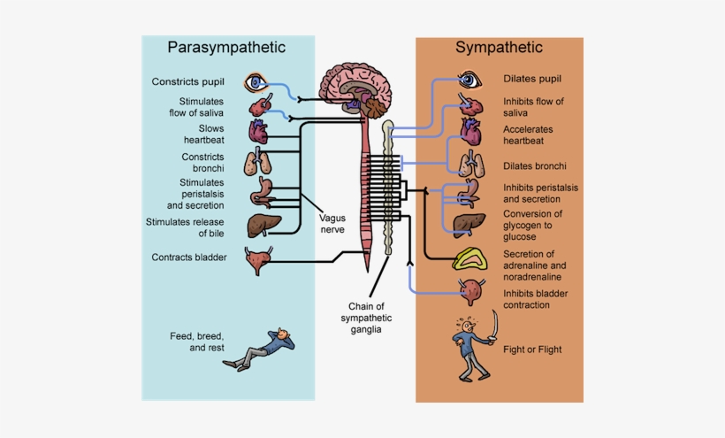 Peripheral Nervous System - Sympathetic Nervous System Fight Or Flight, transparent png #2856586