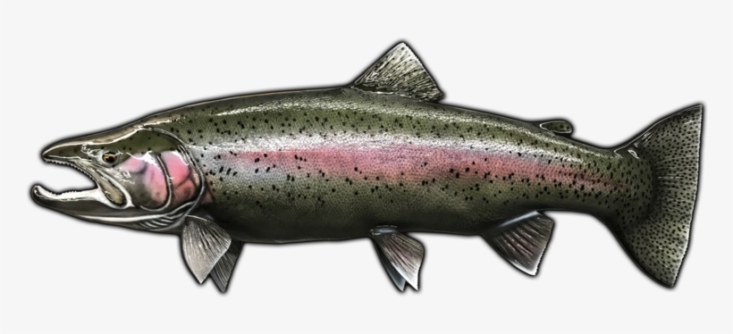 31" Steelhead Trout Fish Mount Replica - Rainbow Trout, transparent png #2856593