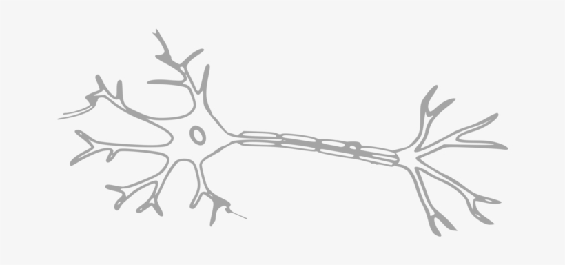 Neuron Central Nervous System Nerve Cell - Multiple Sclerosis Biomarkers Neurofilament, transparent png #2856616