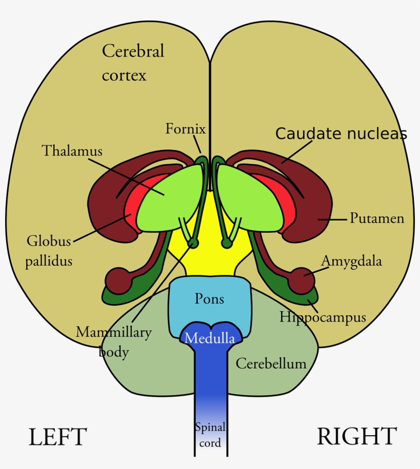 The Nerves And The Nervous System - Brain Frontal View Labeled, transparent png #2856631