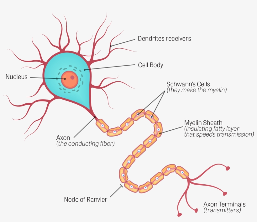 Illustration Of A Neuron, With The Following Components - Human Brain Neuron Diagram, transparent png #2856735